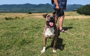 Chihiro sucht ein Zuhause Bild 4