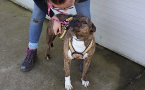 Chihiro sucht ein Zuhause Bild 6