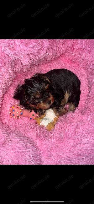 traumhafte Yorkshire Terrier Welpen