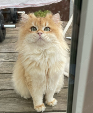 Deckkater mit Stammbaum