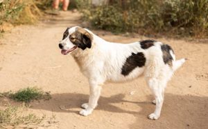 Mishka, außergewöhnlich herzliche Fellmädchen sucht ihr Traum-Zuhause! Bild 9