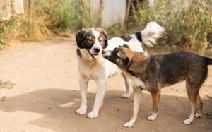 Mishka, außergewöhnlich herzliche Fellmädchen sucht ihr Traum-Zuhause! Bild 8