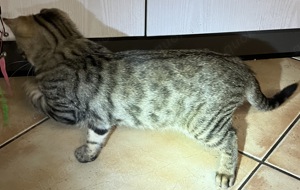 Bengal Mix Kater  Charlie  12 Wochen