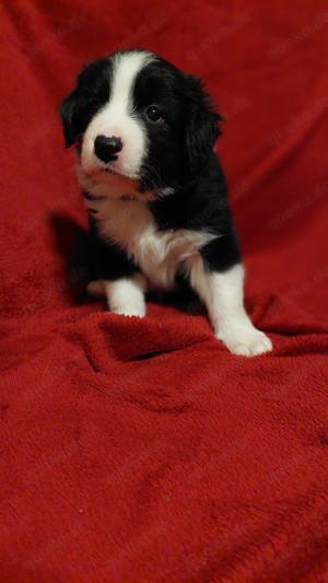 Border Collie Bordercollie Welpen 