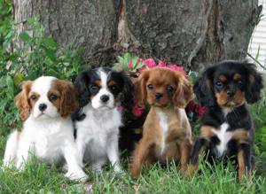 Cavalier king Charles Welpen 