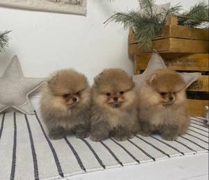 Pomeranian mini Zwergspitz welpen