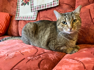 Kater ist aufgrund Umzug abzugeben