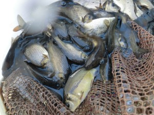 Karpfen, Schuppenkarpfen K2 , Schleien, Zander, Waller, Hecht , Rotfedern, Silberkarpfen,Graskarpfen