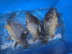 Karpfen, Schuppenkarpfen K2 , Schleien, Zander, Waller, Hecht , Rotfedern, Silberkarpfen,Graskarpfen Bild 2