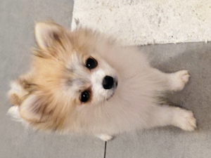 Pomeranian Zwergspitz Mini