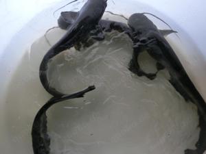 Karpfen, Schuppenkarpfen K2 , Schleien, Zander, Waller, Hecht , Rotfedern, Silberkarpfen,Graskarpfen Bild 5