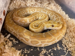 1,1 Tigerpython Hypo Caramel ph Pied Granit