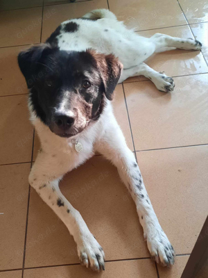 Border Collie Mix Hündin 