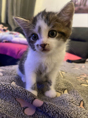 Maine Coon Mix Babys