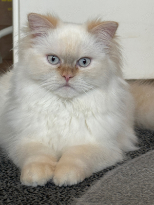 Kater Ragdoll in berlin 