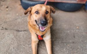 Happy End für Golda gesucht!