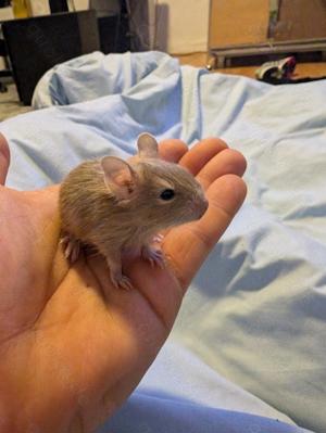 2 Degu Weibchen Beige Lilac Schecke 