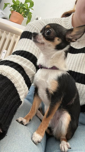 mini chihuahua fee 