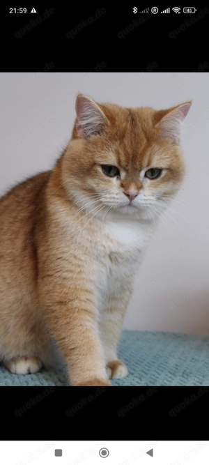 Britisch Kurzhaar Deckkater mit Stammbaum 