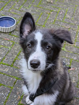 Mini Miniature Australian Shepherd Welpen mit Papieren 