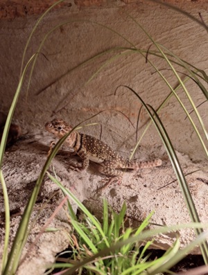 0.1 Crotaphytus collaris (Halsbandleguan)