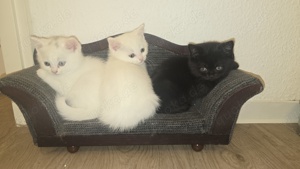 BKH Kitten abzugeben   liebevoll in Familienhand aufgewachsen