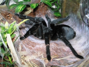 Vogelspinnen Grammostola pulchra, G. grossa, G. rosea, G. porteri, G. actaeon, G. pulchripes u. a. 