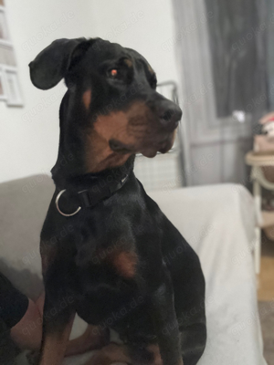 dobermann weibchen