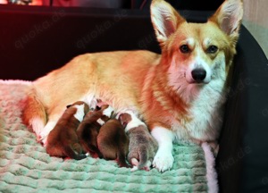 Welsh corgi pemborke Welpen