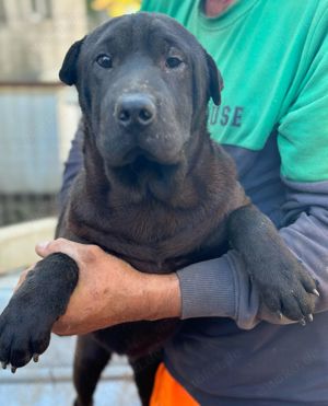 Gino, unser Shar Pei Mischling sucht liebevolles Zuhause