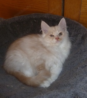 Maine Coon Katerchen