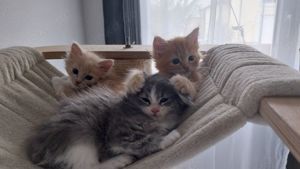 Maine Coon kitten  Kinder und Hunde gewohnt