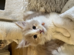 Maine Coon kitten