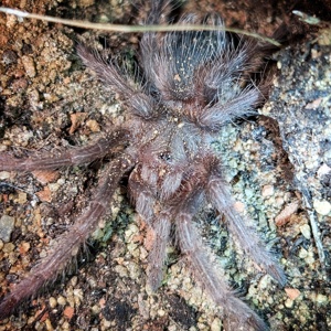 Lasiodora parahybana Vogelspinne