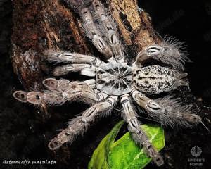 Brachypelma Hamorii inkl. terrarium und Heteroscodra Maculata