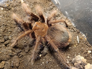 Vogelspinne Theraphosa apophysis weiblich 6cm KL