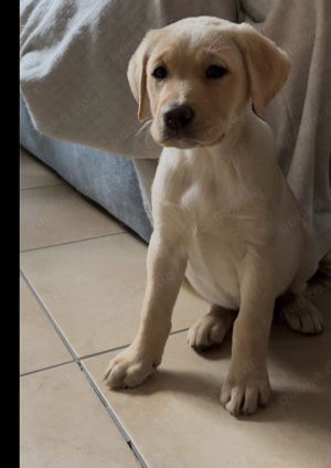 Labrador Retriever