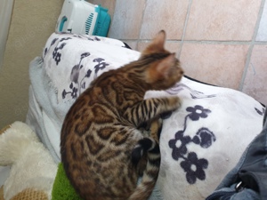 Reinrassige Bengal Katzen, abgabebereit 