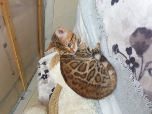 Reinrassige Bengal Katzen, komplett geimpft abgabebereit 