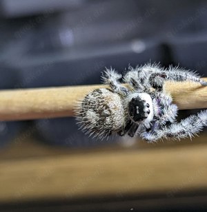 Springspinnen (Salticidae) Phidippus Regius "White" Bahamas  Bild 2