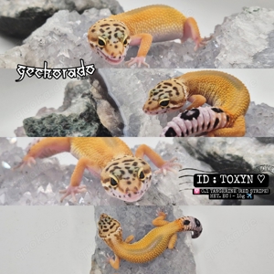 Leopardgecko Weibchen NZ2024