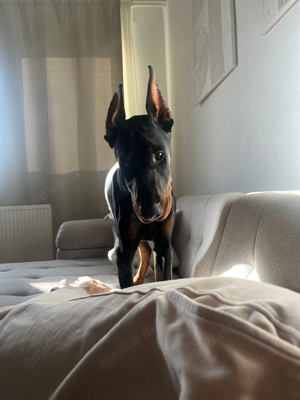 Dobermann