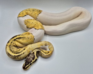 0.1 Fire Pastel Yellow Belly Sandblast Piebald 24 