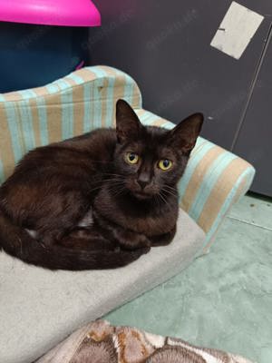 Agatha, geb. 2023, schwarze Schönheit sucht liebevolles Zuhause
