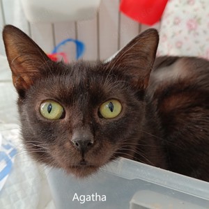 Agatha, geb. 2023, schwarze Schönheit sucht liebevolles Zuhause