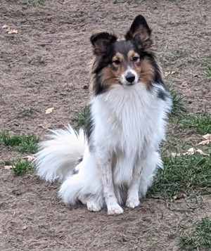 Niedlicher Sheltie-Spitz-Mix Rüde sucht neues Zuhause für immer 