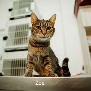 Zoe, geb. 2021, sucht liebevolles Zuhause