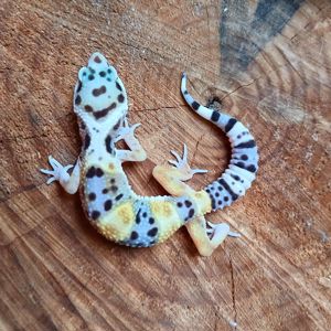 Leopardgecko Weibchen NZ 23 & 24  Eublepharis macularius