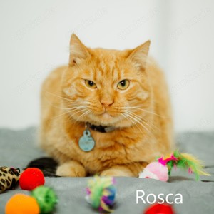 Rosca, ge, 2019, Roter Schmusekater sucht sein Zuhause