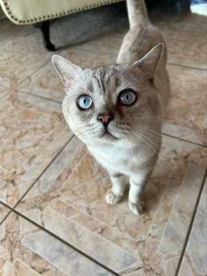 BkH kater reinrassiger Deckkater kein verkauf